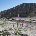 Lupinus-arizonicus-new-wash-Box-Canyon-2012-03-14-IMG_1104.jpg