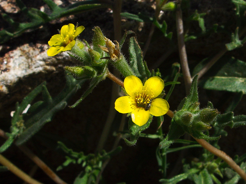 Mentzelia-albicaulis-small-flowered-blazing-star-Queen-Valley-area-Joshua-Tree-2010-04-25-IMG_4785.jpg