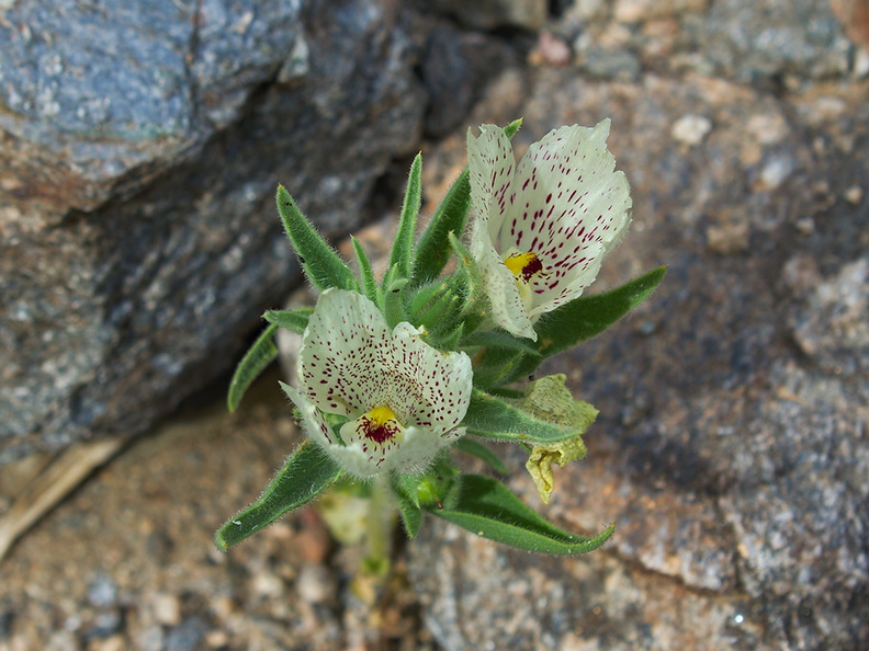 Mohavea-confertiflora-ghostflower-Box-Canyon-Joshua-Tree-2010-04-17-IMG_0388.jpg