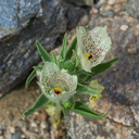 Mohavea-confertiflora-ghostflower-Box-Canyon-Joshua-Tree-2010-04-17-IMG 0388