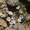 Monoptilon-bellioides-desert-star-Mastodon-Peak-Joshua-Tree-2012-03-15-IMG 4545