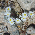 Monoptilon-bellioides-desert-star-Ocotillo-Patch-Joshua-Tree-2010-04-25-IMG 0669