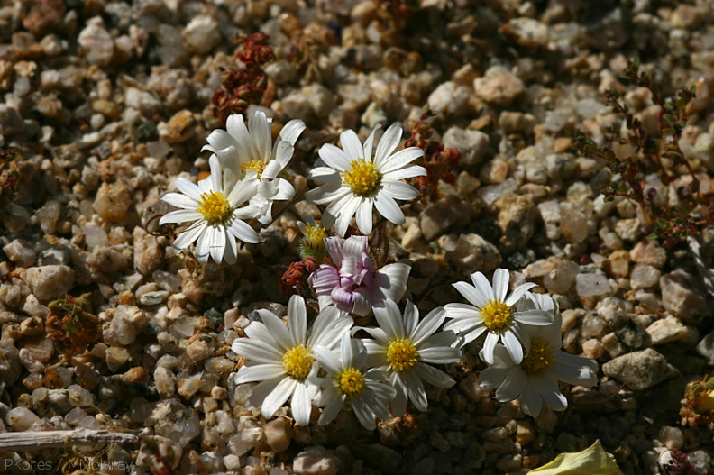 Monoptilon-bellioides-desert-star-cottonwood-springs-rd-2008-03-28-img_6608.jpg