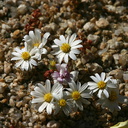 Monoptilon-bellioides-desert-star-cottonwood-springs-rd-2008-03-28-img 6608