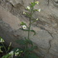Nicotiana-obtusifolia-desert-tobacco-Box-Canyon-Joshua-Tree-2010-04-24-IMG 4600