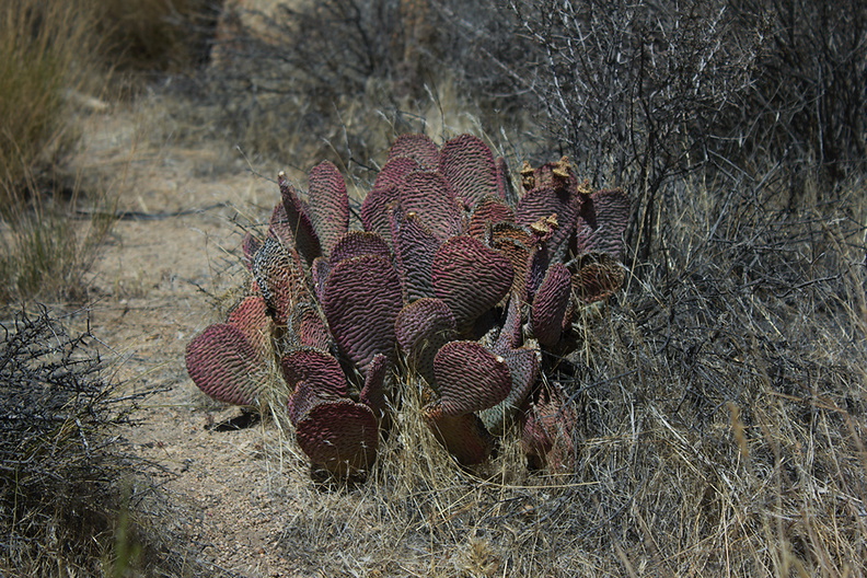 Opuntia-basilaris-beavertail-cactus-Hidden-Valley-Joshua-Tree-2012-06-30-IMG_5540.jpg