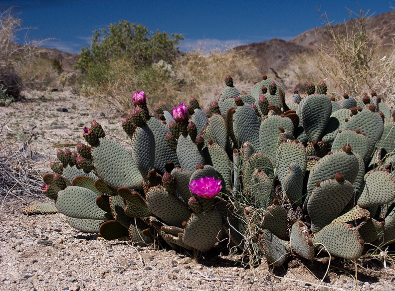 Opuntia-basilaris-beavertail-cactus-south-Joshua-Tree-2012-03-15-IMG 4466-3