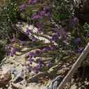 Phacelia-distans-wild-heliotrope-Box-Canyon-Joshua-Tree-2010-04-24-IMG 4554