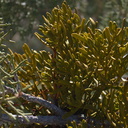 Phoradendron-bolleanum-mistletoe-High-View-loop-Black-Rock-Joshua-Tree-2013-02-17-IMG 7478