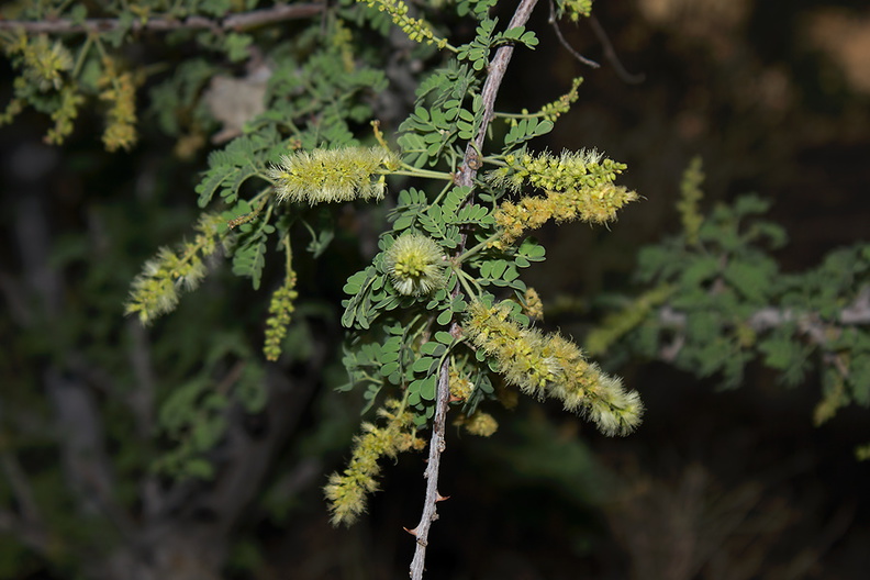 Prosopis-pubescens-screwbean-flowering-Hidden-Valley-Joshua-Tree-2012-06-30-IMG_5489.jpg