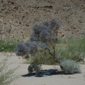 Psorothamnus-arborescens-Mojave-indigo-bush-in-dry-wash-along-Box-Canyon-Rd-Joshua-Tree-2012-07-01-IMG 5758