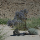 Psorothamnus-arborescens-Mojave-indigo-bush-in-dry-wash-along-Box-Canyon-Rd-Joshua-Tree-2012-07-01-IMG 5758