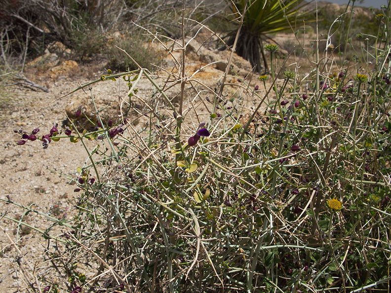 Salazaria-mexicana-bladder-sage-Live-Oak-picnic-area-Joshua-Tree-2010-04-25-IMG_4836.jpg
