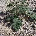 Salvia-columbariae-chia-leaves-new-wash-Box-Canyon-2012-03-14-IMG 1099