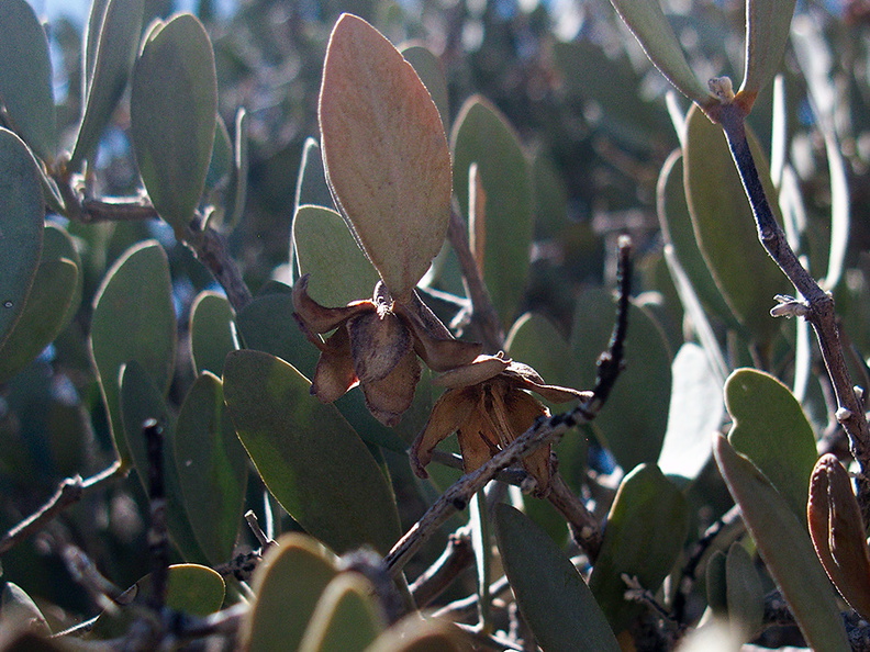 Simmondsia-chinensis-jojoba-south-Joshua-Tree-2012-03-15-IMG_4466-1.jpg