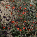 Sphaeralcea-ambigua-apricot-mallow-Mastodon-Peak-Joshua-Tree-2012-03-15-IMG 4509