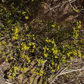 Thamnosma-montana-turpentine-broom-Sheep-Pass-area-Joshua-Tree-2010-04-25-IMG 4802
