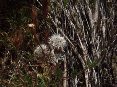 Uropappus-lindleyi-silverpuff-Cottonwood-Spring-area-Joshua-Tree-2010-04-25-IMG 4896