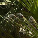 Washingtonia-filifera-California-fan-palm-showing-threads-49-Palms-Joshua-Tree-2013-02-16-IMG 3564