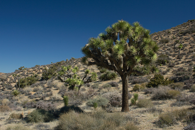 Yucca-brevifolia-Joshua-tree-High-View-loop-Black-Rock-Joshua-Tree-2013-02-17-IMG_7468.jpg