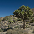 Yucca-brevifolia-Joshua-tree-High-View-loop-Black-Rock-Joshua-Tree-2013-02-17-IMG 7468
