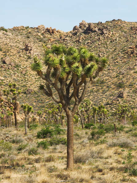 Yucca-brevilfolia-symmetrically-divaricating-joshua-tree-north-Joshua-Tree-2010-04-17-IMG_0310.jpg