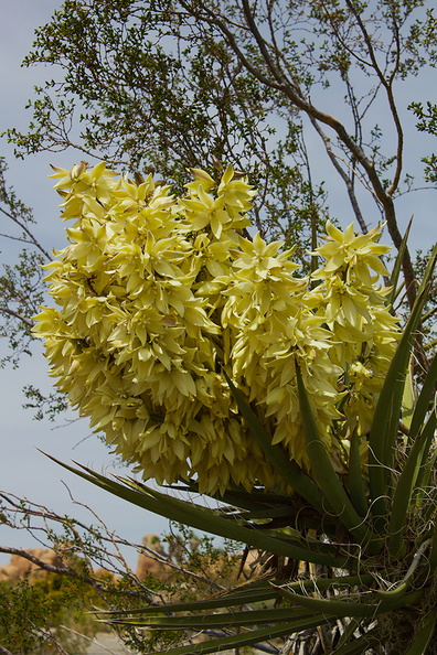 Yucca-schidigera-flowering-Mohave-yucca-transition-zone-Joshua-Tree-2010-04-17-IMG_0355.jpg