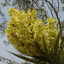 Yucca-schidigera-flowering-Mohave-yucca-transition-zone-Joshua-Tree-2010-04-17-IMG 0355