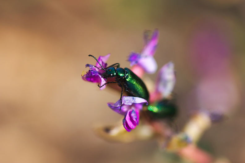 beetles-iridescent-green-on-Astragalus-north-Joshua-Tree-2010-04-17-IMG_0319.jpg