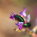 beetles-iridescent-green-on-Astragalus-north-Joshua-Tree-2010-04-17-IMG_0319.jpg
