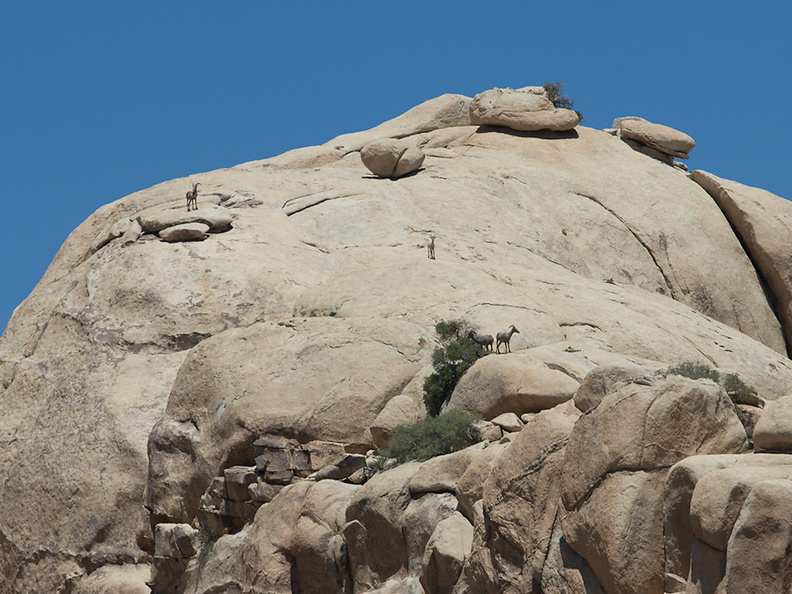 bighorn-sheep-Ovis-canadensis-on-rock-mountains-of-Hidden-Valley-Joshua-Tree-2012-06-30-IMG 5549