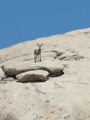 bighorn-sheep-Ovis-canadensis-on-rock-mountains-of-Hidden-Valley-Joshua-Tree-2012-06-30-IMG 5554