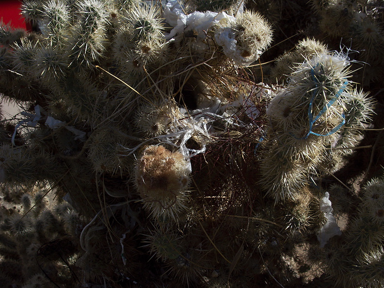 cactus-wren-nest-at-motel-Campylorhynchus-brunneicapellus-in-Yucca-Valley-Joshua-Tree-2012-03-16-IMG_1332.jpg