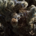 cactus-wren-nest-at-motel-Campylorhynchus-brunneicapellus-in-Yucca-Valley-Joshua-Tree-2012-03-16-IMG_1332.jpg