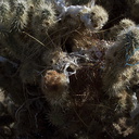 cactus-wren-nest-at-motel-Campylorhynchus-brunneicapellus-in-Yucca-Valley-Joshua-Tree-2012-03-16-IMG 1332