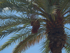 date-palm-with-fruit-Oasis-Date-Gardens-Thermal-CA-2010-04-24-IMG 4543