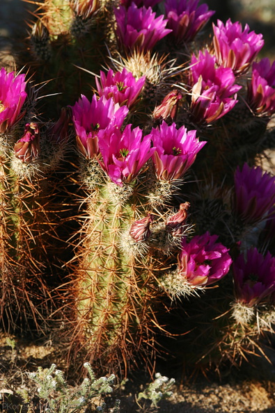 echinocereus-engelmannii-hedgehog-cactus-cholla-garden-2008-03-28-img 6672