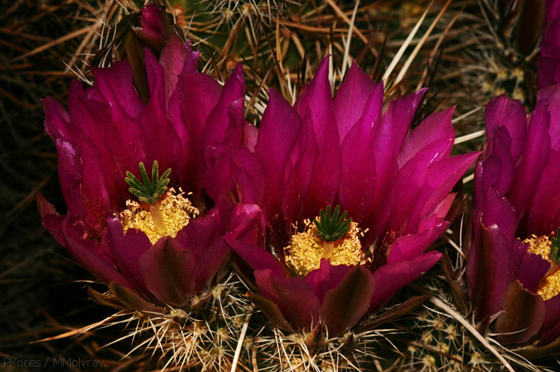 echinocereus-engelmannii-hedgehog-cactus-cholla-garden-2008-03-28-img_6673.jpg
