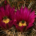 echinocereus-engelmannii-hedgehog-cactus-cholla-garden-2008-03-28-img 6673