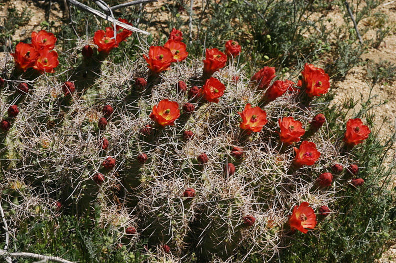 echinocereus-triglochidiatus-mojave-mound-cactus-geology-road-2008-03-29-img_6794.jpg