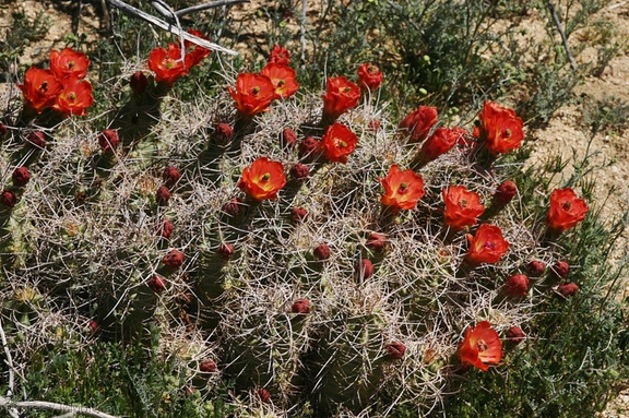 echinocereus-triglochidiatus-mojave-mound-cactus-geology-road-2008-03-29-img 6794