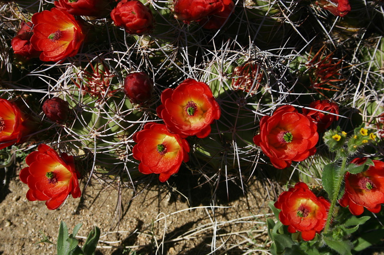 echinocereus-triglochidiatus-mojave-mound-cactus-nr-geology-road-2008-03-29-img_6833.jpg