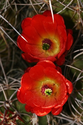 echinocereus-triglochidiatus-mojave-mound-cactus-nr-geology-road-2008-03-29-img 6840