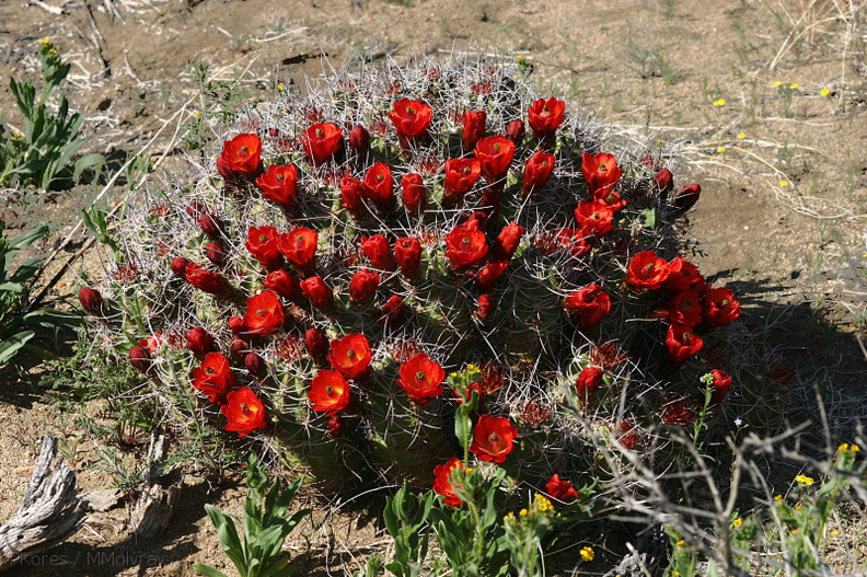 echinocereus-triglochidiatus-mojave-mound-cactus-nr-geology-road-2008-03-29-img_6841.jpg