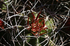 echinocereus-triglochidiatus-mojave-mound-cactus-nr-geology-road-2008-03-29-img 6842