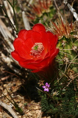 echinocereus-triglochidiatus-mojave-mound-cactus-nr-hidden-valley-2008-03-29-img 6744