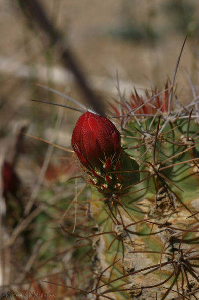 echinocereus-triglochidiatus-mojave-mound-cactus-nr-hidden-valley-2008-03-29-img_6746.jpg