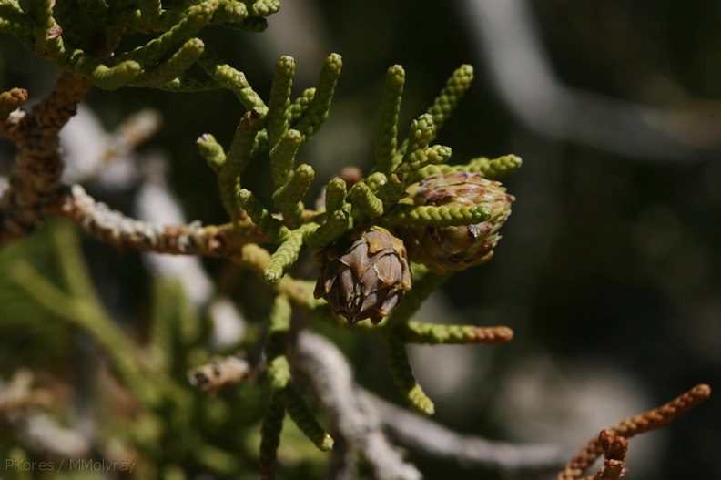 juniperus-californicus-with-possible-tip-galls-barker-dam-area-2008-03-29-img_6771.jpg