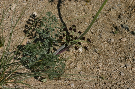 lomatium-mohavense-desert-parsley-nr-hidden-valley-2008-03-29-img 6719