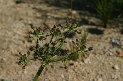 lomatium-mohavense-desert-parsley-nr-hidden-valley-2008-03-29-img 6720
